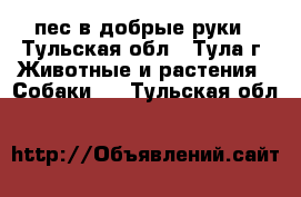 пес в добрые руки - Тульская обл., Тула г. Животные и растения » Собаки   . Тульская обл.